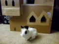20130427-Aslan